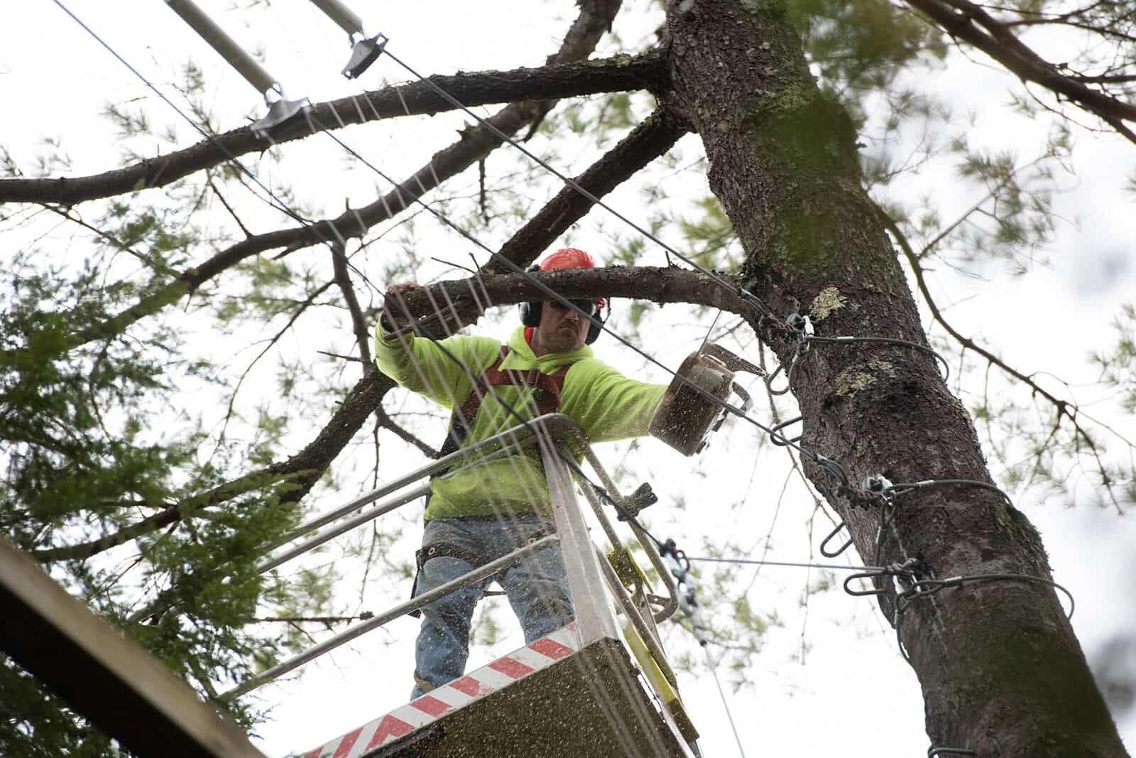 Tree_care_safety_tips_Dinolift